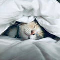Cat curled up sleeping in a cozy hooded cave bed - ZenPurr Calming Cave Bed